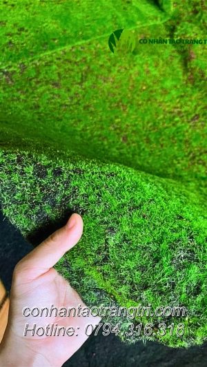 RÊU HẠT MINI XANH LÁ