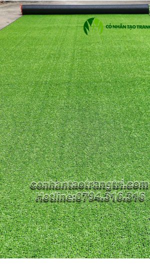 CỎ SÂN VƯỜN MV01T