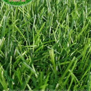 Thảm cỏ nhân tạo sân vườn MVNC-03T