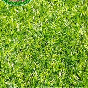 Thảm cỏ nhân tạo sân vườn MV-03R